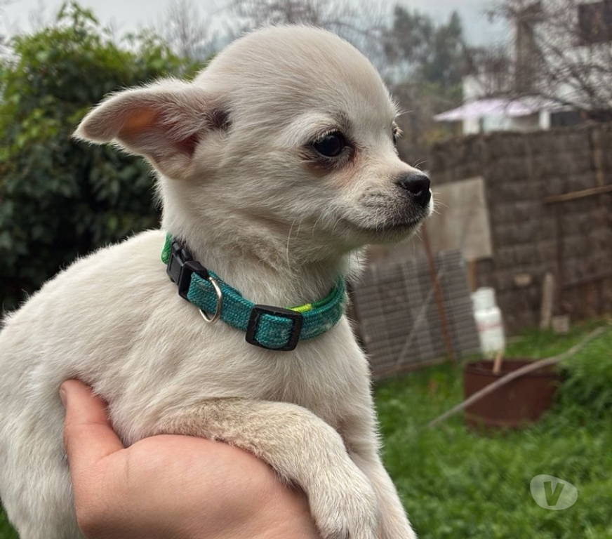 Gatos en Venta Cordillera Puente Alto - Fotos de Chihuahuitas blancos nieve