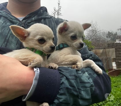 Venta de Mascotas Puente Alto Cordillera - Fotos de Chihuahuitas blancos nieve