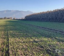 Fotos de Paine, Nuevo Horizonte, Parcela plana 5 hectáreas.