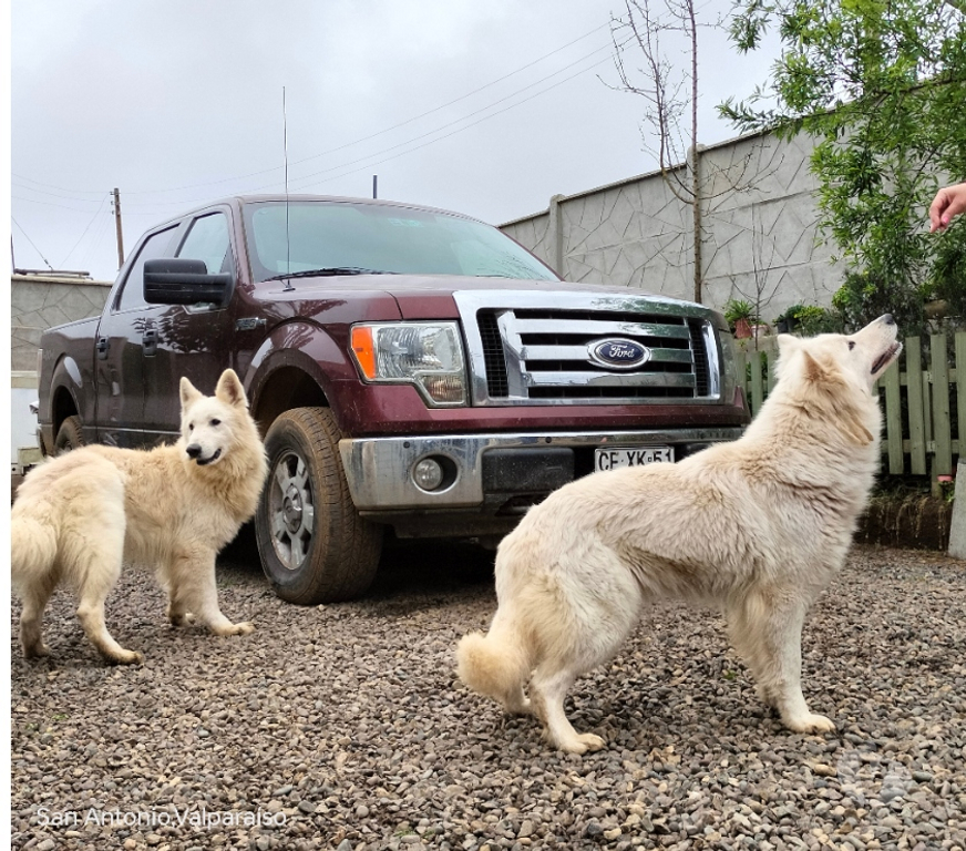 Gatos en Venta Santiago Providencia - Fotos de Cachorros pastor blanco suizo