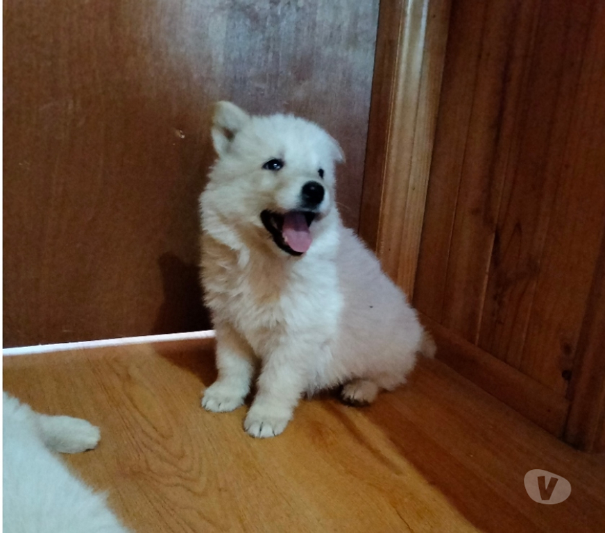 Gatos en Venta Santiago Providencia - Fotos de Cachorros pastor blanco suizo