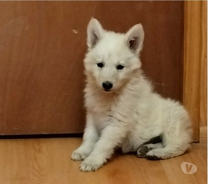 Mascotas en Venta Providencia Santiago - Fotos de Cachorros pastor blanco suizo