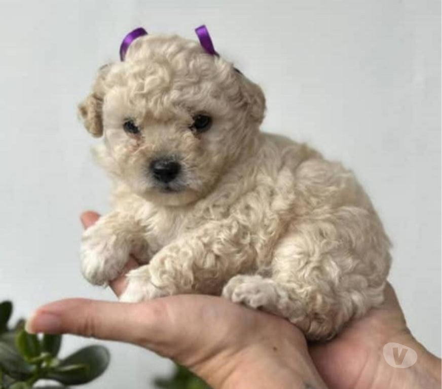Gatos en Venta Santiago Santiago - Fotos de Soñados poodle toy