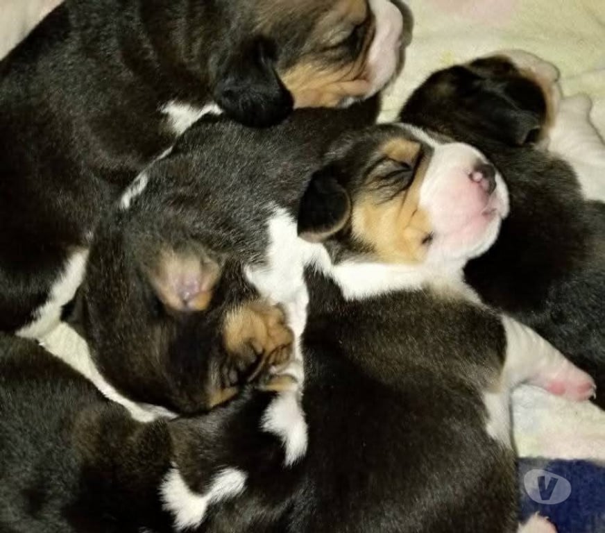 Gatos en Venta Santiago Santiago - Fotos de Nuevos beagles tri