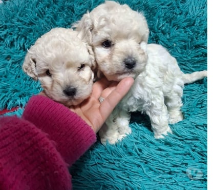Venta de Mascotas Estación Central Santiago - Fotos de Bellos poodle toy