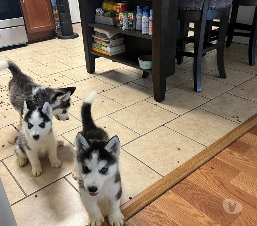 Gatos en Venta Santiago Santiago - Fotos de Bonitos husky siberianos