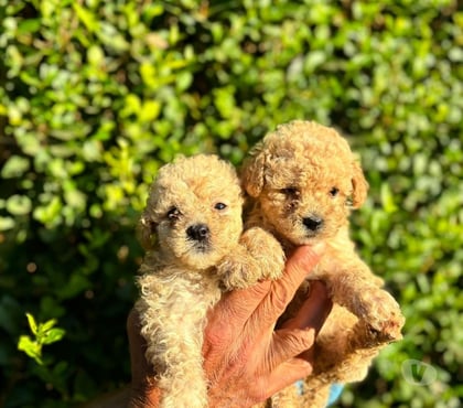 Mascotas en Venta Macul Santiago - Fotos de Poodle micro toy apricot