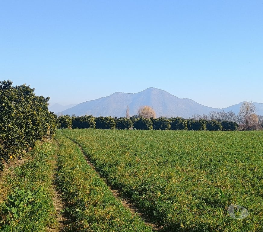 Venta de Haciendas Cachapoal San Vicente - Fotos de PARCELA CON PLANTACION DE NARANJOS CAMINO A ZUÑIGA