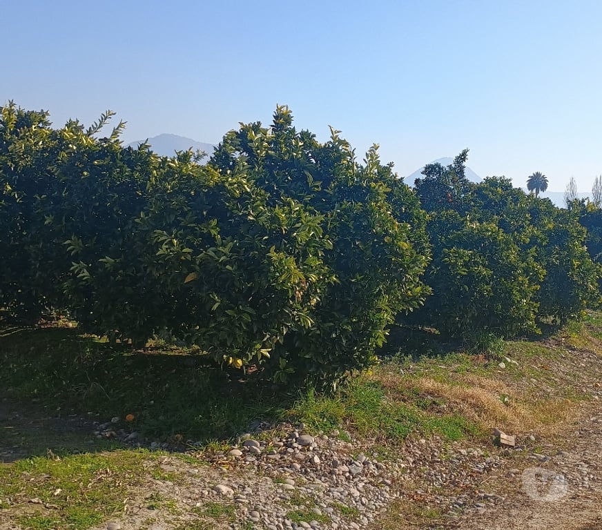 Venta de Haciendas Cachapoal San Vicente - Fotos de PARCELA CON PLANTACION DE NARANJOS CAMINO A ZUÑIGA