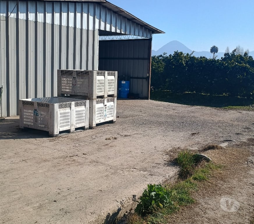 Venta de Haciendas Cachapoal San Vicente - Fotos de PARCELA CON PLANTACION DE NARANJOS CAMINO A ZUÑIGA