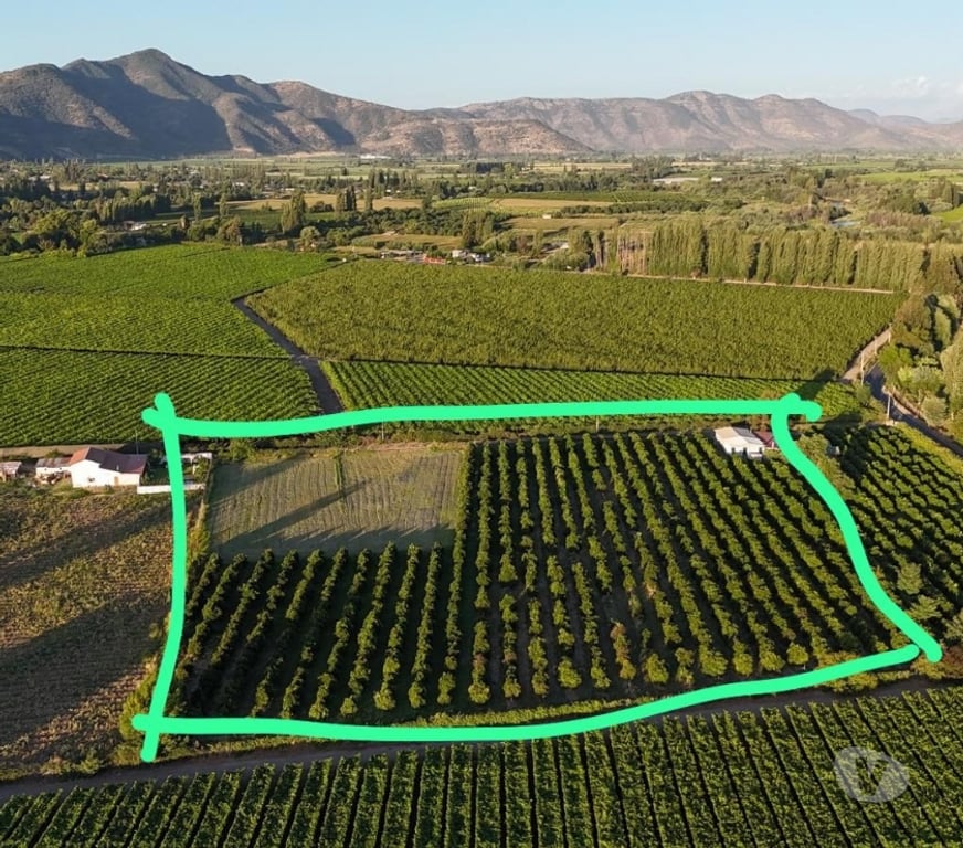 Venta de Haciendas Cachapoal San Vicente - Fotos de PARCELA CON PLANTACION DE NARANJOS CAMINO A ZUÑIGA