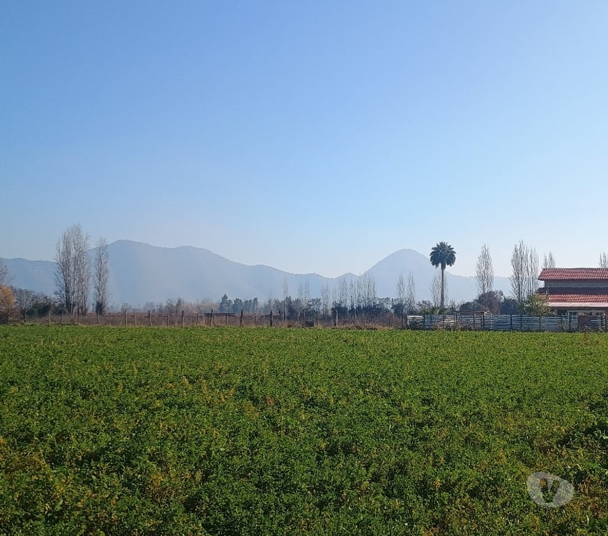 Venta de Haciendas Cachapoal San Vicente - Fotos de PARCELA CON PLANTACION DE NARANJOS CAMINO A ZUÑIGA