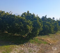 PARCELA CON PLANTACION DE NARANJOS CAMINO A ZUÑIGA