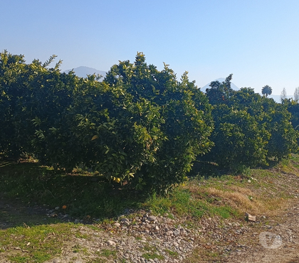 Venta de Haciendas San Vicente Cachapoal - Fotos de PARCELA CON PLANTACION DE NARANJOS CAMINO A ZUÑIGA