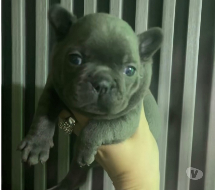 Gatos en Venta Santiago La Cisterna - Fotos de Bulldog francés exóticos Hembrita y macho