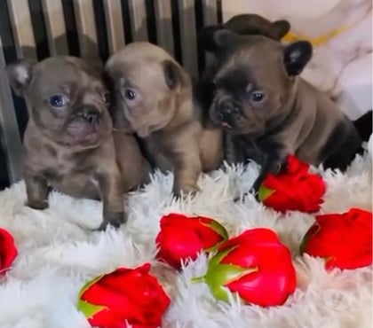 Mascotas en Venta La Cisterna Santiago - Fotos de Bulldog francés exóticos Hembrita y macho