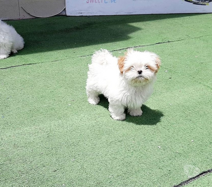 Mascotas en Chile Concepción Concepción - Fotos de Shih tzu no iscritos