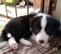 Cachorros border collie