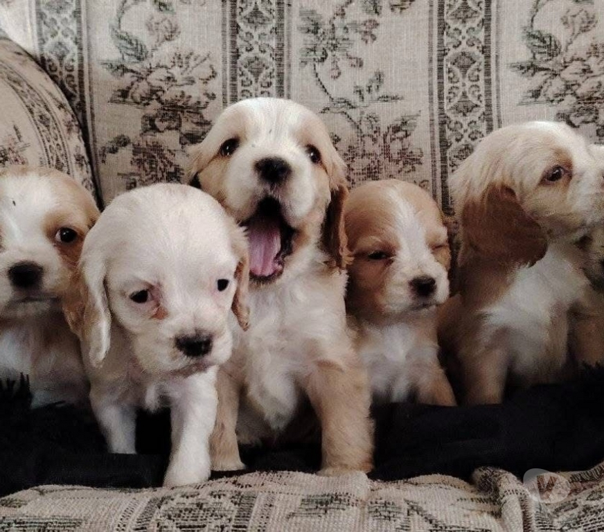 Gatos en Venta Concepción Concepción - Fotos de Últimos cocker spaniel