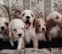 Últimos cocker spaniel