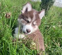 Lindos husky siberianos