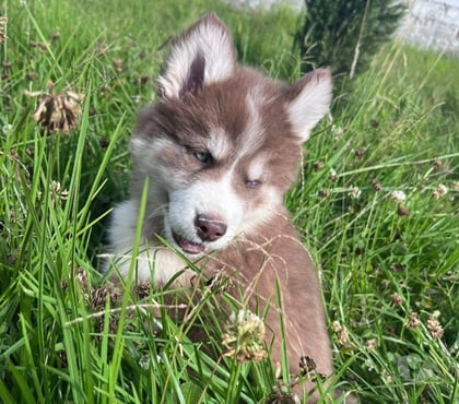 Mascotas en Venta Concepción Concepción - Fotos de Lindos husky siberianos