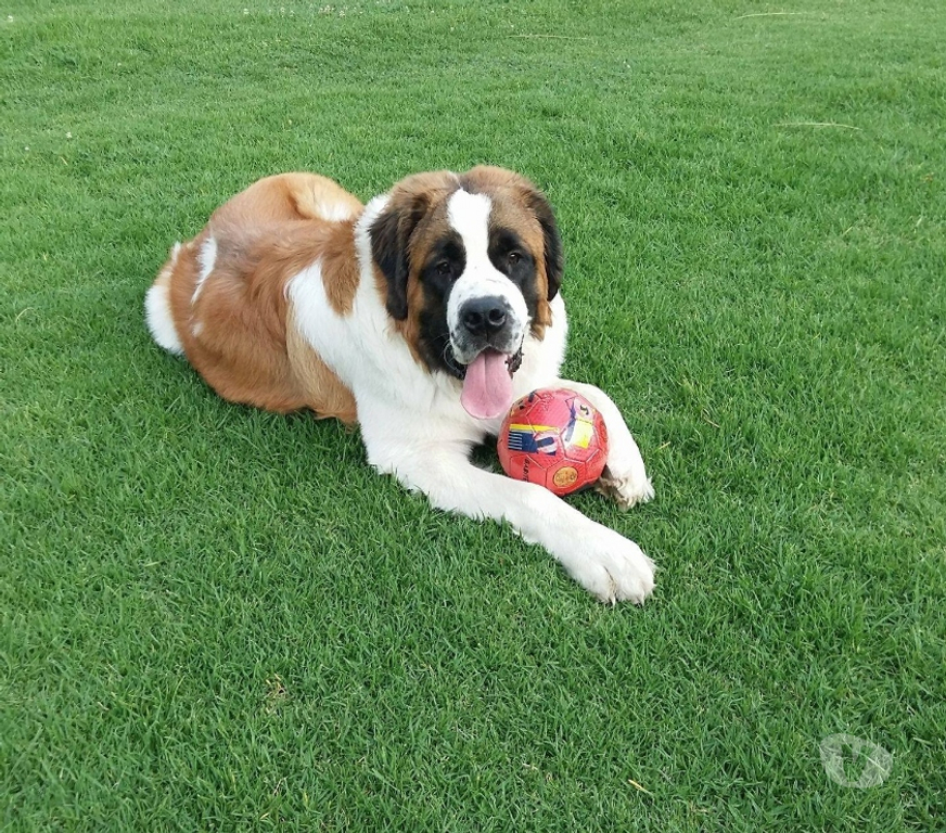 Gatos en Venta Santiago Las Condes - Fotos de Hermosos Cachorros San Bernardo
