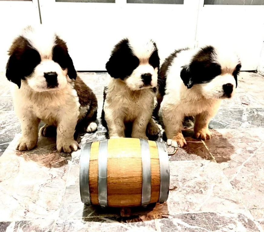 Gatos en Venta Santiago Las Condes - Fotos de Hermosos Cachorros San Bernardo