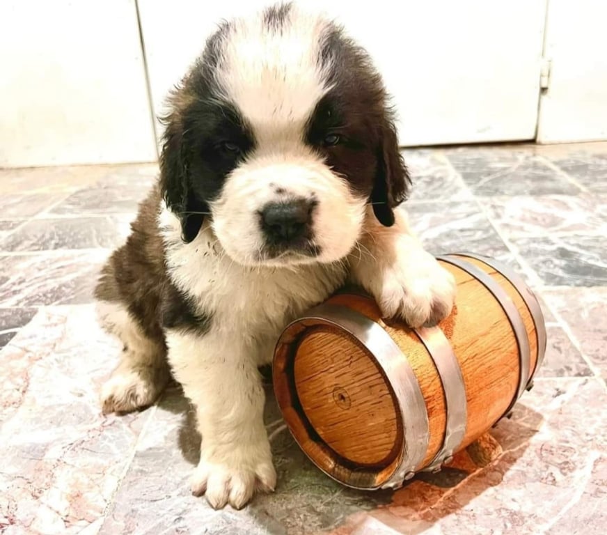 Gatos en Venta Santiago Las Condes - Fotos de Hermosos Cachorros San Bernardo
