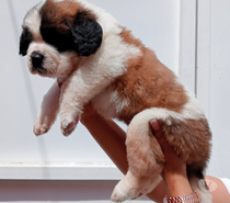 Hermosos Cachorros San Bernardo