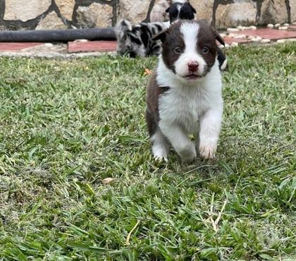 Mascotas en Venta Las Condes Santiago - Fotos de Hermosos Cachorros San Bernardo