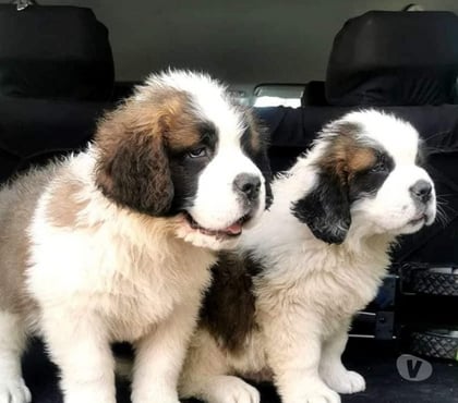 Mascotas en Venta Las Condes Santiago - Fotos de Hermosos Cachorros San Bernardo