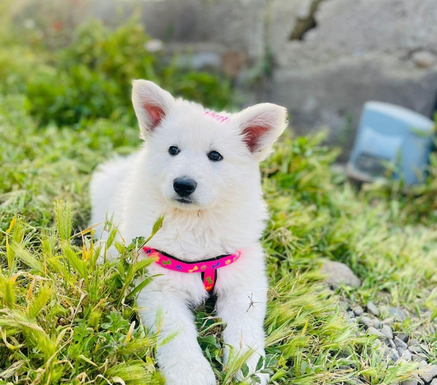 Gatos en Venta Santiago Las Condes - Fotos de Hermosos cachorros Pastor Suizo