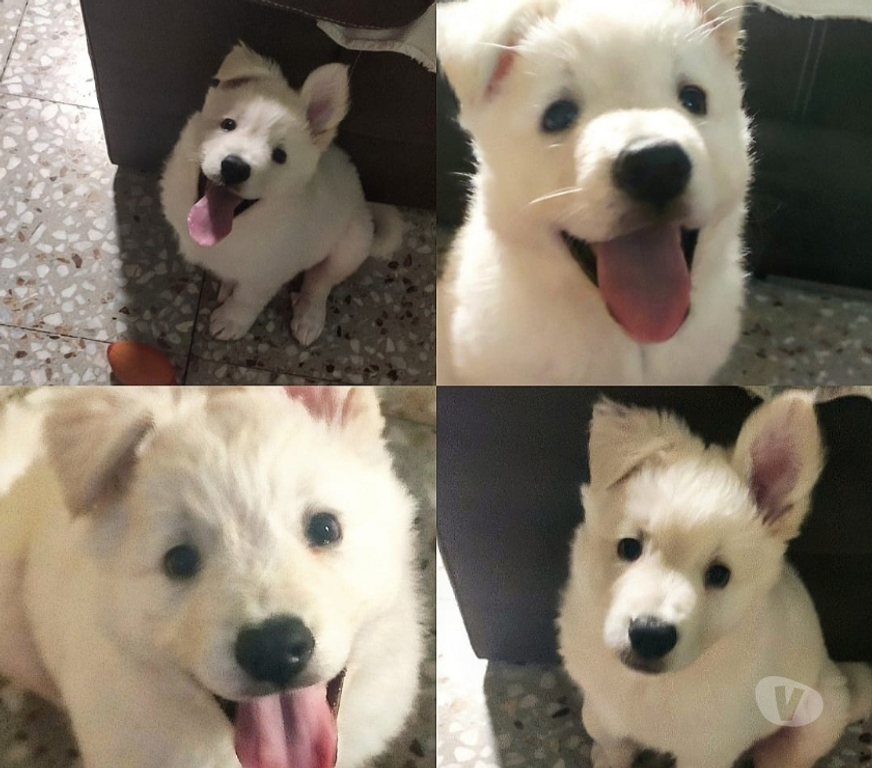 Gatos en Venta Santiago Las Condes - Fotos de Hermosos cachorros Pastor Suizo