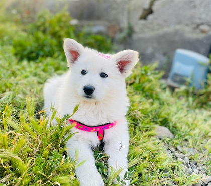 Perros en Venta Las Condes Santiago - Fotos de Hermosos cachorros Pastor Suizo