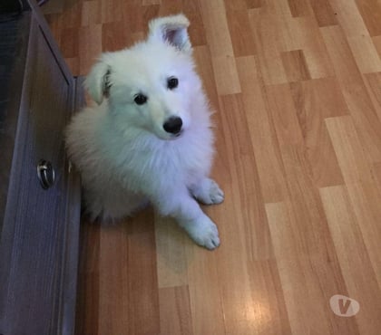 Perros en Venta Las Condes Santiago - Fotos de Hermosos cachorros Pastor Suizo