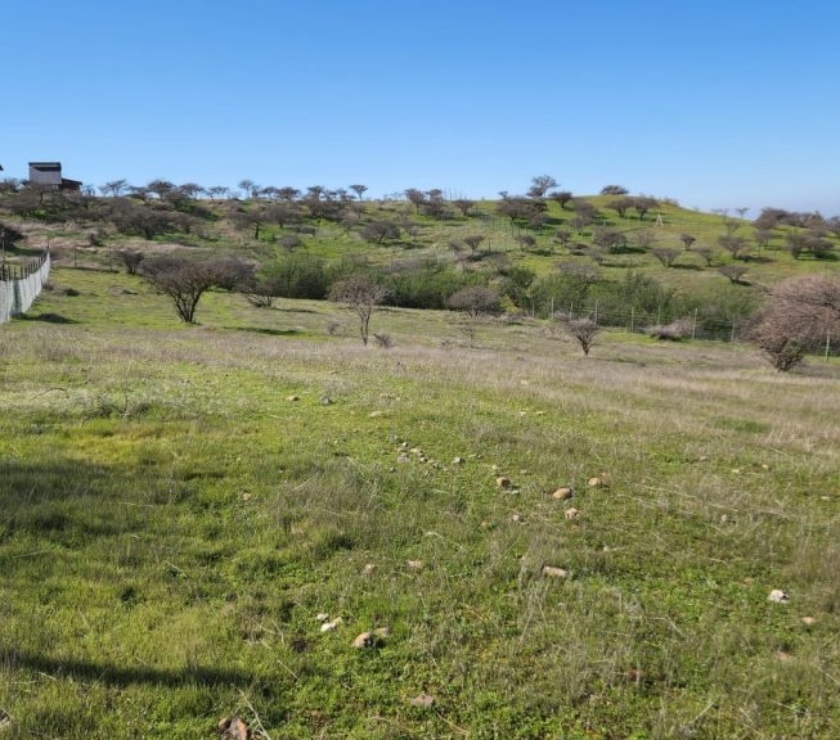 Parcelas Marchihue Cardenal Caro - Fotos de Terreno en Marchigue