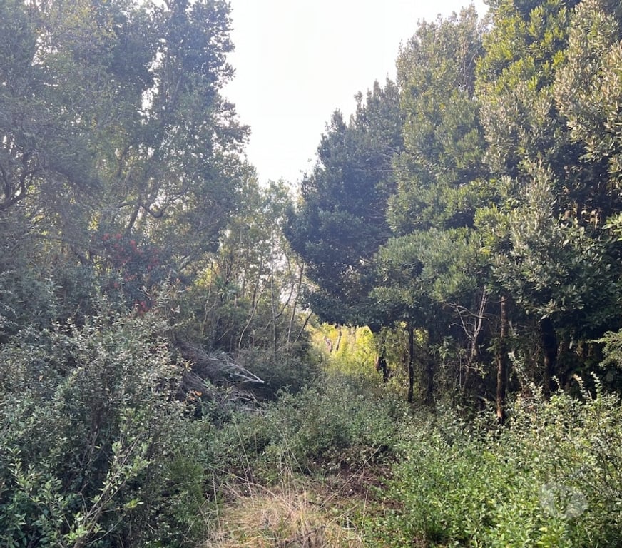 Bienes Raices Llanquihue Maullí - Fotos de En venta Terreno de 10 ht. en Quenuir Maullin