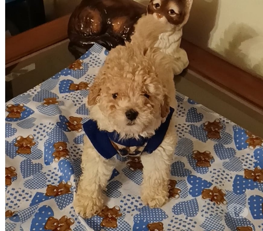 Gatos en Venta Valparaíso Villa Alemana - Fotos de Hermoso cachorrito Poodle