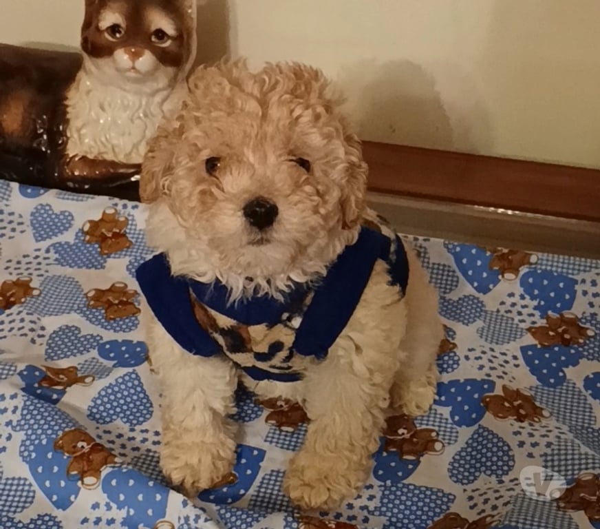 Gatos en Venta Valparaíso Villa Alemana - Fotos de Hermoso cachorrito Poodle