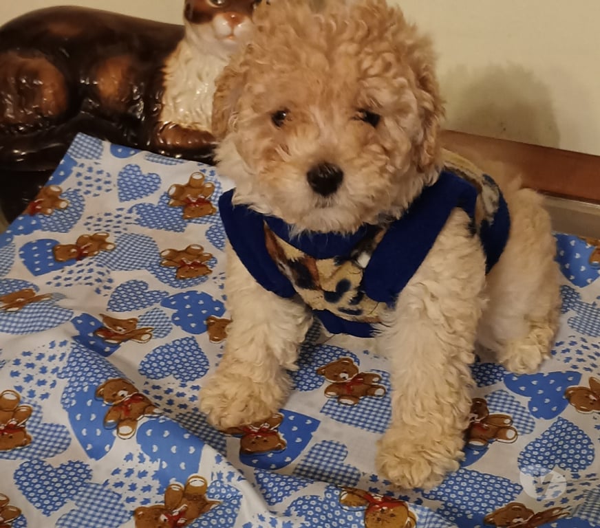 Gatos en Venta Valparaíso Villa Alemana - Fotos de Hermoso cachorrito Poodle
