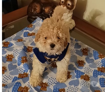 Gatos en Venta Villa Alemana Valparaíso - Fotos de Hermoso cachorrito Poodle