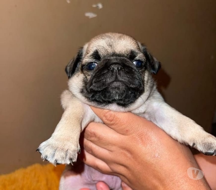 Gatos en Venta Santiago Santiago - Fotos de Cachorros pug hembra y macho