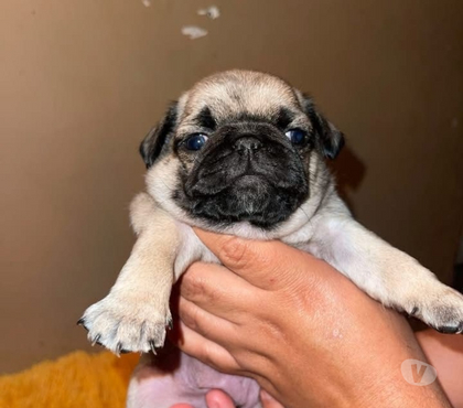 Venta de Mascotas Santiago Santiago - Fotos de Cachorros pug hembra y macho