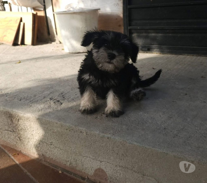 Mascotas en Chile Santiago Santiago - Fotos de Schnauzer sal y pimienta