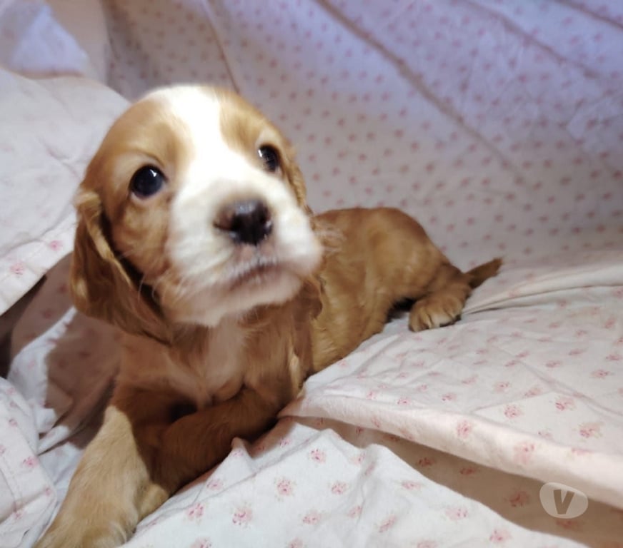 Gatos en Venta Santiago Santiago - Fotos de Cachorros cocker