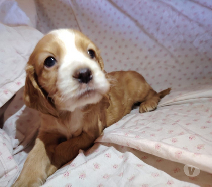 Perros en Venta Santiago Santiago - Fotos de Cachorros cocker