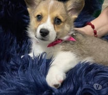 Corgi pembroke disponibles