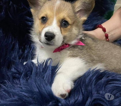 Gatos en Venta Santiago Santiago - Fotos de Corgi pembroke disponibles