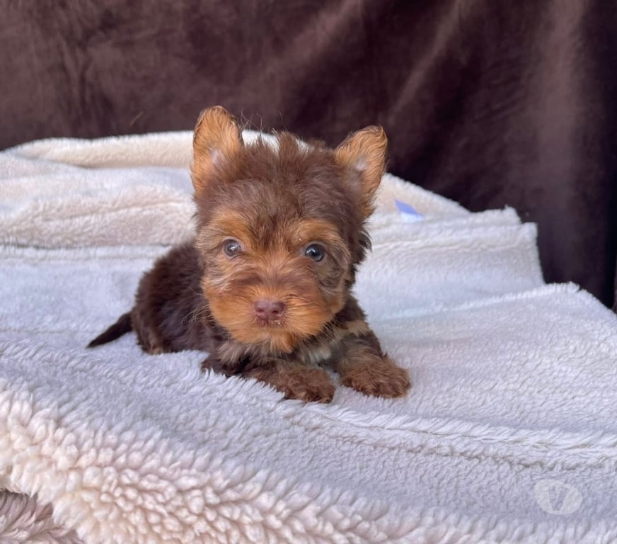 Gatos en Venta Santiago Santiago - Fotos de Cachorros raza yorkshire únicos